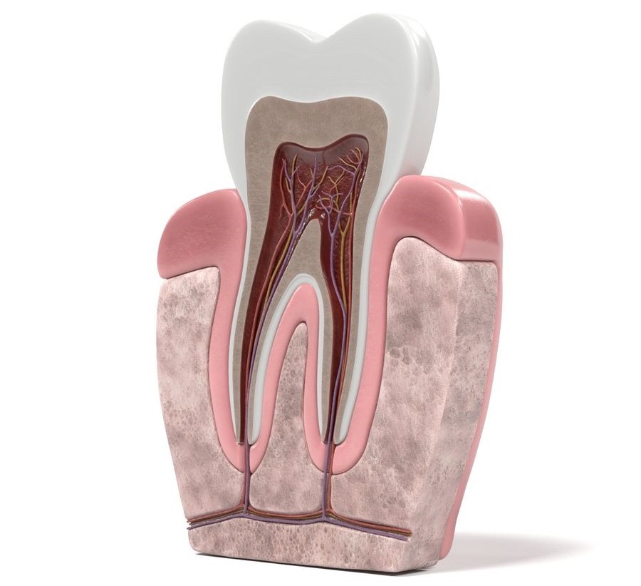 بررسی آناتومی دندان ها