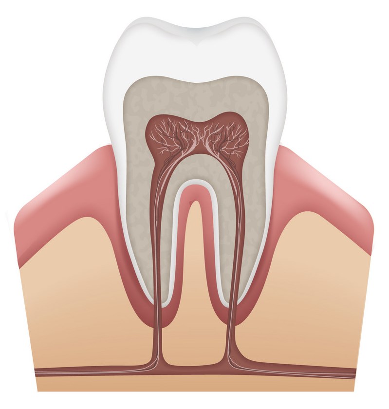 ساختار تشکیل دهنده دندان